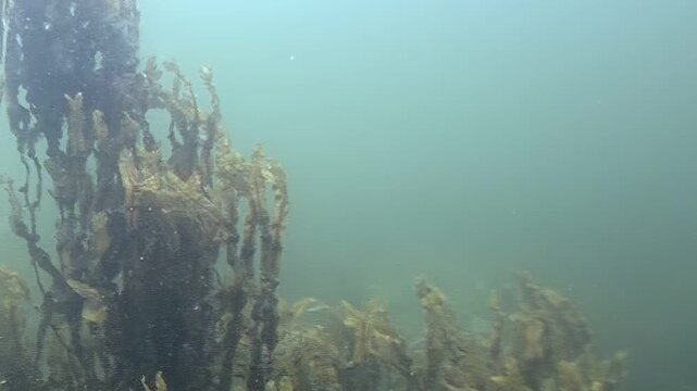 Underwater movement shows tall, dark kelp stalks swaying gently. The sun sets over the horizon, casting a soft glow on the kelp in the Pacific ocean depths.