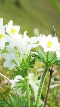 Anemone narcissiflora, Anemonastrum narcissiflorum, a rare white plant, protected by the Red Book of Ukraine