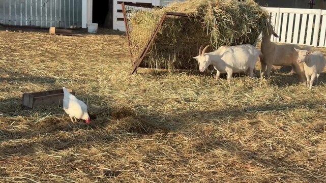 Farm animals interact in a sunny barnyard with goats and a chicken on a warm day