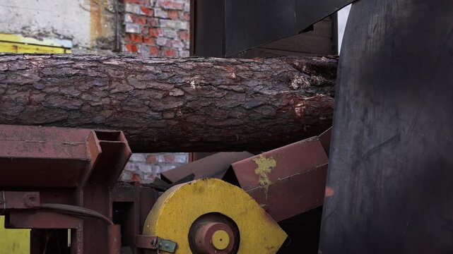 Industrial debarking machine processing a large pine log at a sawmill and removing the bark for wood production
