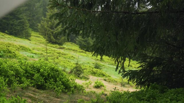 View from inside a tent looking out at green forest and mountains