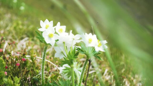 Anemone narcissiflora, Anemonastrum narcissiflorum, a rare white plant, protected by the Red Book of Ukraine