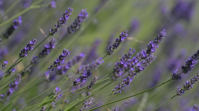 Lavanda in fiore