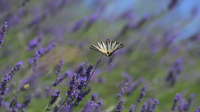 Lavanda in fiore