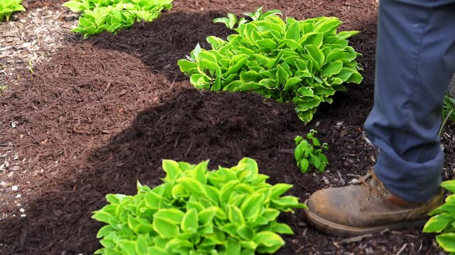 Close up shoot of hands of gardener spreading fresh mulch around bushes. Lawn care and garden maintenance