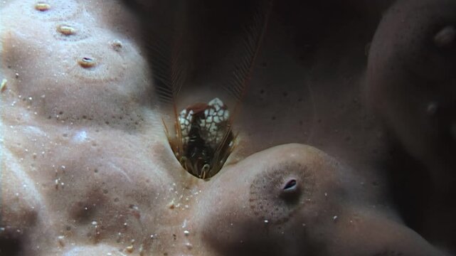A hidden world unfolds as tiny crabs, shrimp, and other crustaceans navigate the complex burrows within coral. Witness the daily search for sustenance and shelter in this underwater ecosystem.