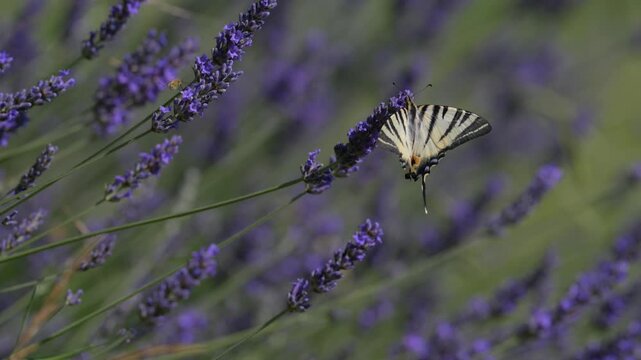 Lavanda in fiore