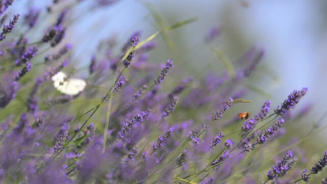Lavanda in fiore