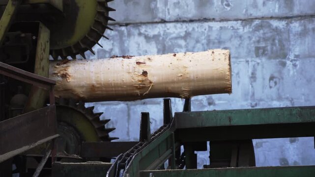 Industrial debarker machine peeling bark off a log on a sawmill conveyor belt processing lumber