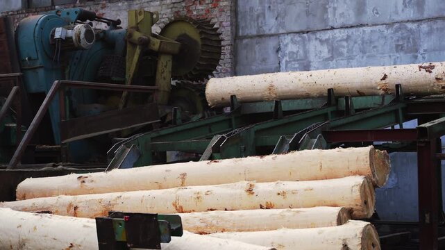 Industrial sawmill machinery processing debarked logs on a conveyor belt for lumber and woodworking production
