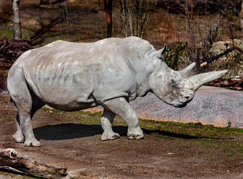 African rhinoceros walking in its enclosure. Latin name - Diceros bicornis