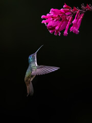 Obraz premium Andean Emerald Hummingbird Hovering Near Pink Flowers on Black Background
