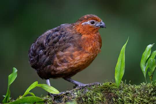 Chestnut Wood-Quail Standing on Mossy Log in Cloud Forest