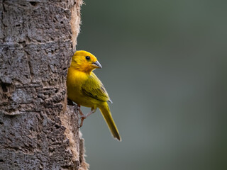 Male Saffron Finch Perching on Tree Trunk in Nature © FotoRequest