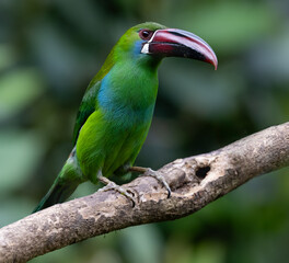 Obraz premium Crimson-rumped Toucanet Perched on Branch in Cloud Forest