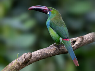 Obraz premium Crimson-rumped Toucanet Perched on Branch in Cloud Forest