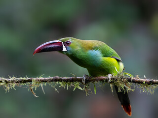Obraz premium Crimson-rumped Toucanet Perched on Mossy Branch in Cloud Forest