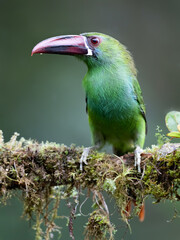 Obraz premium Crimson-rumped Toucanet Perched on Mossy Branch in Cloud Forest