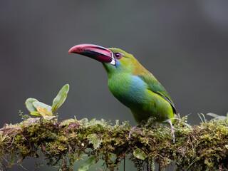 Obraz premium Crimson-rumped Toucanet Perched on Mossy Branch in Cloud Forest