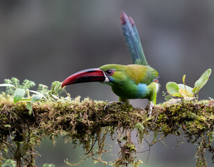 Obraz premium Crimson-rumped Toucanet Perched on Mossy Branch in Cloud Forest