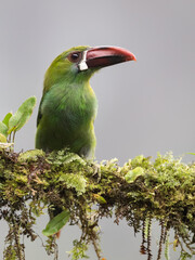 Obraz premium Crimson-rumped Toucanet Perched on Mossy Branch in Cloud Forest