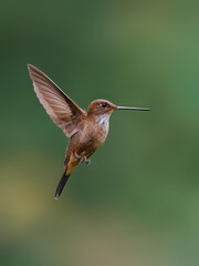 Obraz premium Fawn-breasted Brilliant Hummingbird Hovering In Flight Against Green Background