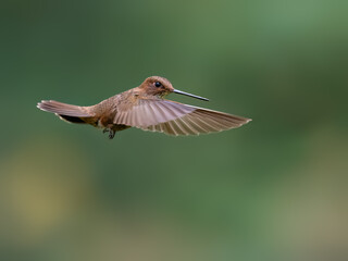 Obraz premium Fawn-breasted Brilliant Hummingbird Hovering In Flight Against Green Background
