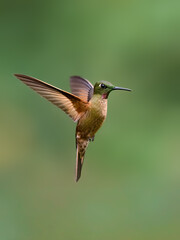 Obraz premium Fawn-breasted Brilliant Hummingbird Hovering In Flight Against Green Background
