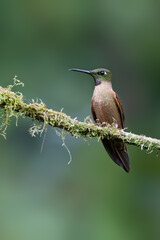 Obraz premium Fawn-breasted Brilliant Hummingbird Perched on a Mossy Forest Branch