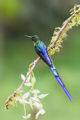 Obraz premium Male Violet-tailed Sylph Hummingbird Perched on Mossy Branch
