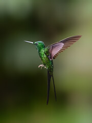 Obraz premium Empress Brilliant Hummingbird Hovering in Tropical Forest Habitat on Green Background