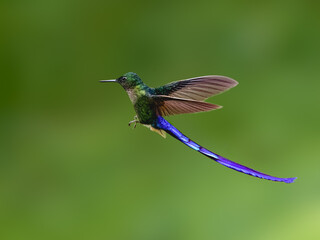 Obraz premium Male Violet-tailed Sylph Hummingbird Flying Against Blurred Green Background