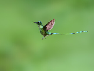 Obraz premium Male Long-tailed Sylph Hummingbird Hovering In Flight Against Green Background