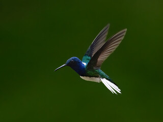 Obraz premium Male White-necked Jacobin Hummingbird Hovering Against Green Forest Background
