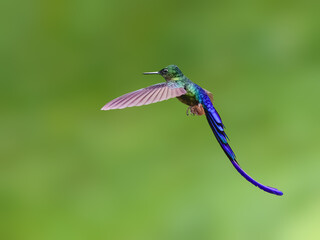 Obraz premium Male Violet-tailed Sylph Hummingbird Flying Against Blurred Green Background