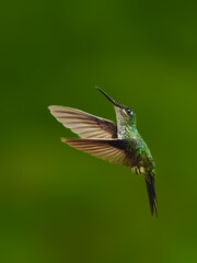 Obraz premium Empress Brilliant Hummingbird Hovering in Tropical Forest Habitat on Green Background