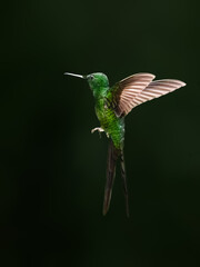 Obraz premium Empress Brilliant Hummingbird Hovering In Flight Against Dark Background
