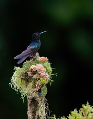 Obraz premium Male Velvet-purple Coronet Hummingbird Perched on Mossy Branch