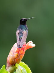 Obraz premium Velvet-purple Coronet Hummingbird Perched on Red Ginger Flower