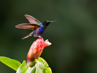 Obraz premium Velvet-purple Coronet Hummingbird Perched on Red Ginger Flower