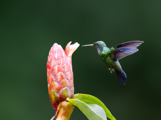 Obraz premium Steely-vented Hummingbird Hovering and Feeding on Pink Tropical Flower