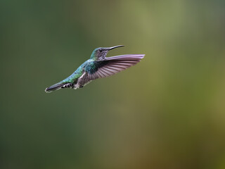 Obraz premium Female White-necked Jacobin Hummingbird Hovering Against Blurred Green Background