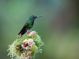 Obraz premium Green-crowned Brilliant Hummingbird Perched on Mossy Flowering Branch