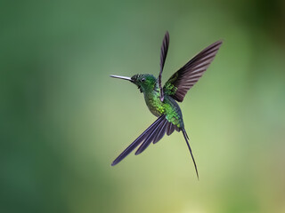Obraz premium Empress Brilliant Hummingbird Hovering Against Blurred Green Natural Background