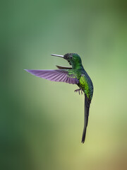 Obraz premium Empress Brilliant Hummingbird Hovering Against Blurred Green Natural Background