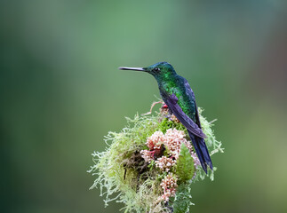 Obraz premium Green-crowned Brilliant Hummingbird Perching On Mossy Flower Branch