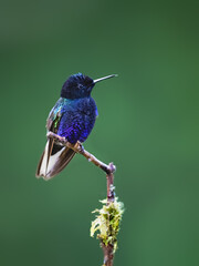 Obraz premium Male Velvet-purple Coronet Hummingbird Perched on Mossy Branch