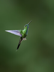 Obraz premium Green-crowned Brilliant Hummingbird Hovering in Flight with Spread Wings