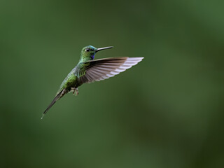 Obraz premium Green-crowned Brilliant Hummingbird Hovering in Flight with Spread Wings