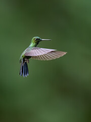 Obraz premium Green-crowned Brilliant Hummingbird Hovering in Flight with Spread Wings